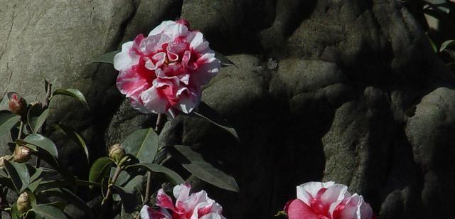 大理市花——风信子的文化意义（探寻大理市花风信子的历史渊源与象征意义）