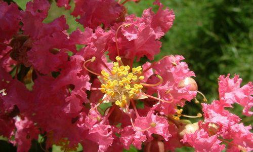 大理市花——风信子的文化意义（探寻大理市花风信子的历史渊源与象征意义）