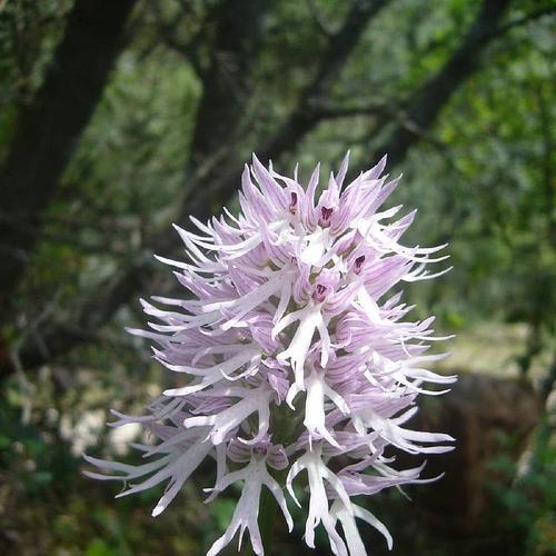 傲慢高傲的花（花中的高傲情结与权威表现）