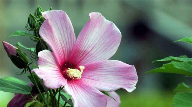 花开花谢，爱情不再（以代表不再爱的花为主题的文章）
