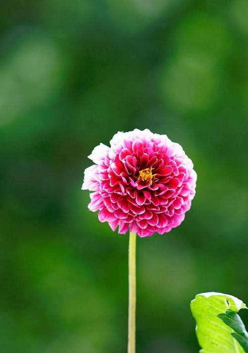 花开花谢，爱情不再（以代表不再爱的花为主题的文章）