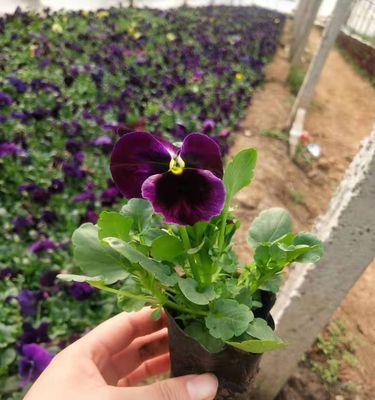 诚信之花（探索植物世界中的诚信之美）