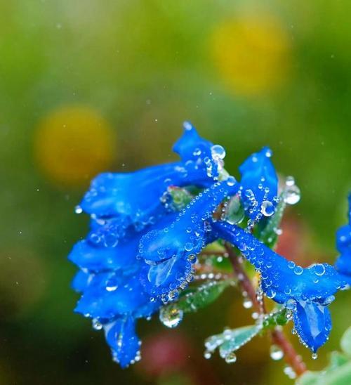 诚信之花（探索植物世界中的诚信之美）