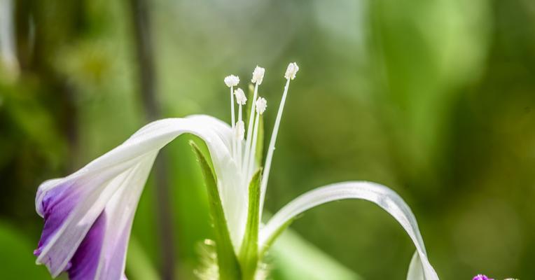 单相思之花（单相思之花盛开于心）
