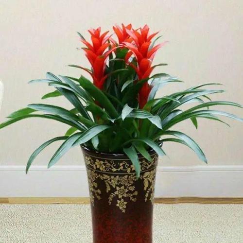 吉祥如意的花——幸福花海（花开富贵）