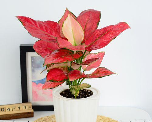 吉祥如意的花——幸福花海（花开富贵）