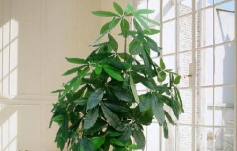 以代表健康的植物为主题的文章（探索健康植物的魅力和功效）