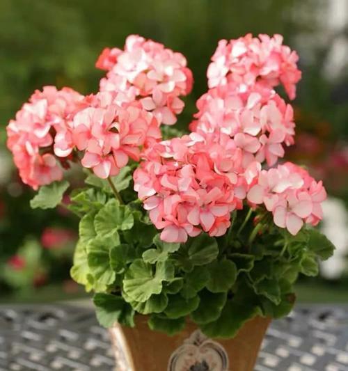 花开健康快乐（以代表健康快乐的花为主题的文章）
