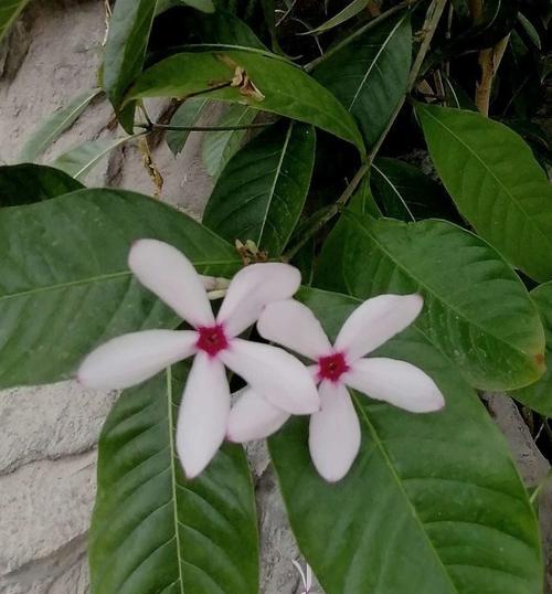 离别之花（探索离别主题下的15种寓意植物）