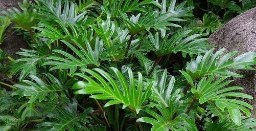 以代表廉洁的植物为主题的文章（草木皆知）