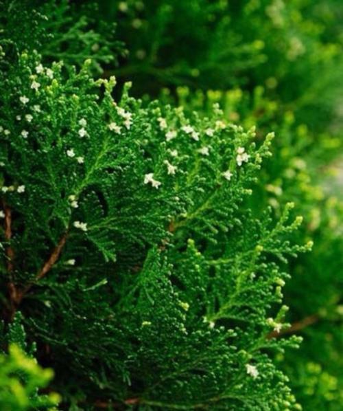 用花瓣温暖善良的心（以鲜花为媒）