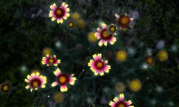 生命之花（以代表向死而生的花为主题的探索与感悟）