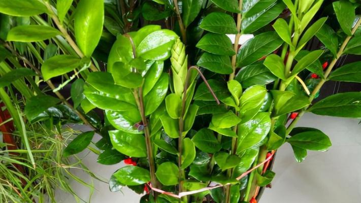 幸运之植（探索幸福与繁荣之源——幸运植物的神奇力量）