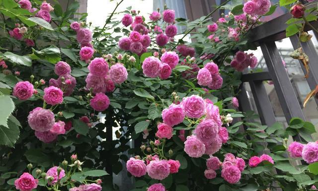花开兄妹情（绽放在岁月里的温情和陪伴）