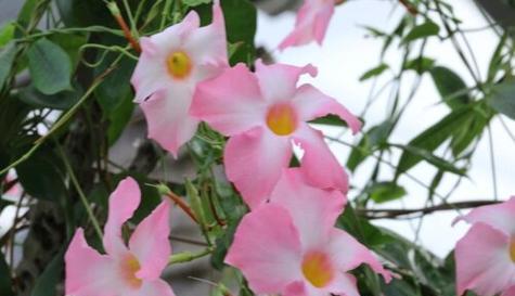 以代表学业有成的花盛开，追求学业进步（开花的象征与祝福）