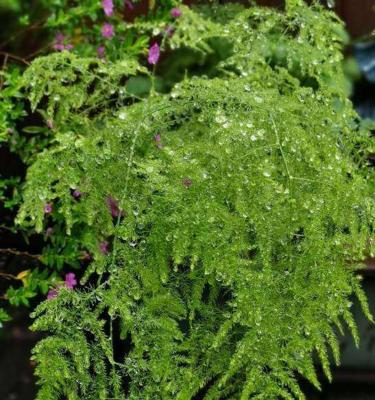 友谊长存的花——情谊永远的象征（以花为媒）