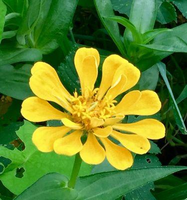 友谊长存的花——情谊永远的象征（以花为媒）