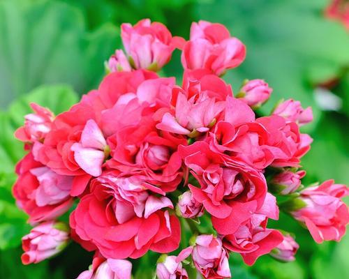 花开早日康复（以代表希望与勇气的花朵）