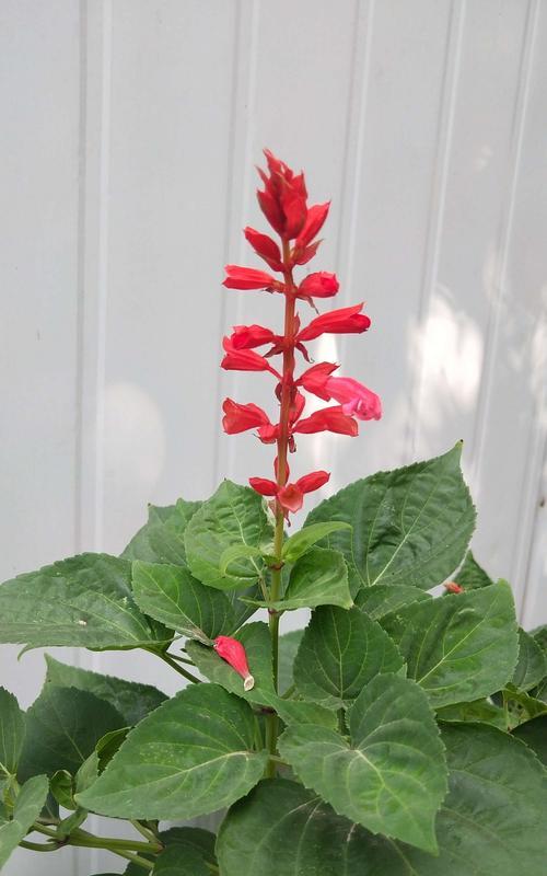 花的占有欲（解析花朵之间激烈的竞争与争夺）