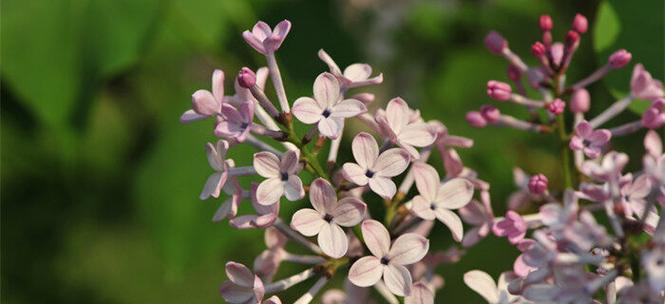 丁香花的花语及其含义（传递祝福与思念的美丽象征）
