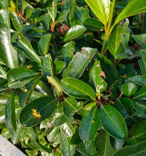 冬青开花，带来生机与希望（冬青花语及象征意义的解读）