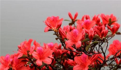 杜鹃花的花语与寓意（杜鹃花的象征意义与文化内涵）