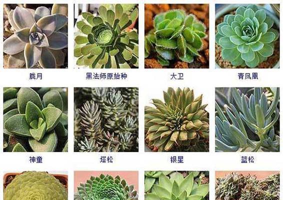 多肉寓意与象征风水的奥秘（探寻多肉之道）