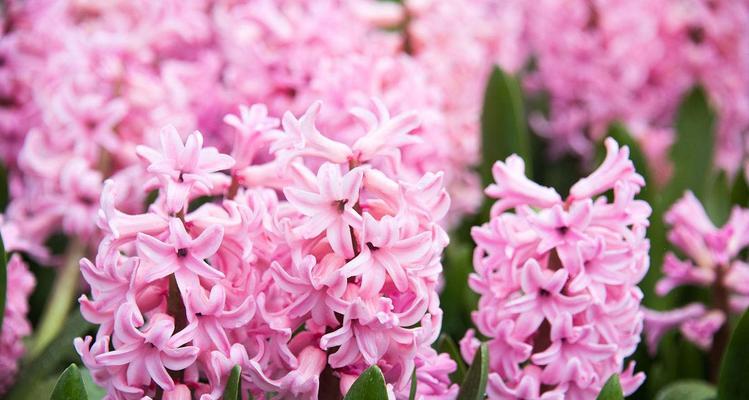 粉色风信子花语与代表意义（探寻粉色风信子的花语和象征意义）