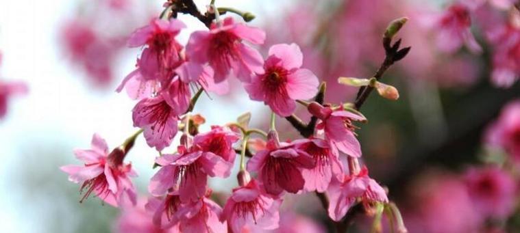 粉色樱花的花语与意义（探索粉色樱花的美丽与深意）