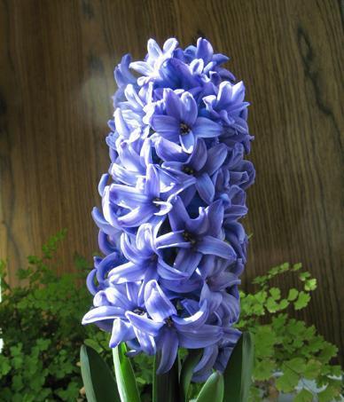 风信子花语的丰富意蕴（探寻风信子花语的多彩世界）