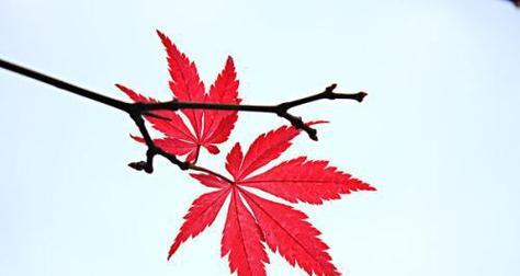 枫叶的象征意义与美丽（探索枫叶的多重象征意义与其迷人之美）