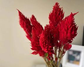 凤尾花（解读凤尾花在文化中的意义）