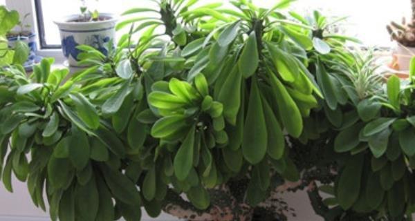 玉麒麟肥料施用方法详解（为您提供最佳施肥方案）