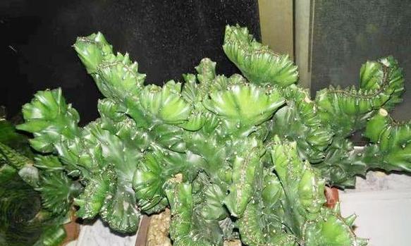 玉麒麟土壤种植指南（选择适合的土壤）