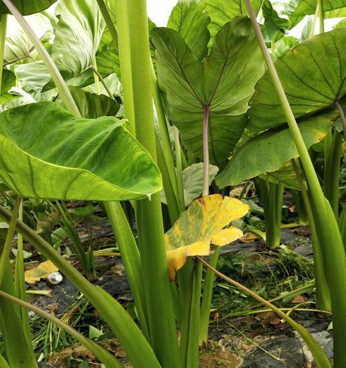 芋头的根茎能吃吗（了解芋头根茎的实用价值与食用方法）