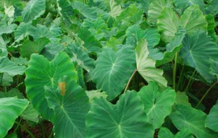 芋头生长期长短与优化栽培技巧（掌握正确方法）