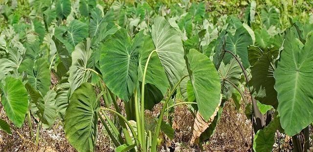 芋头的生长周期与成熟期（从种子到收割）