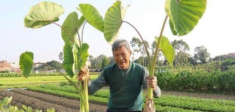 芋头的生长周期与成熟期（从种子到收割）