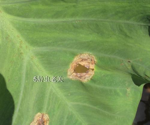 芋头黄叶病的原因及治疗处理方法（探究芋头黄叶病发生的原因和有效治疗方法）