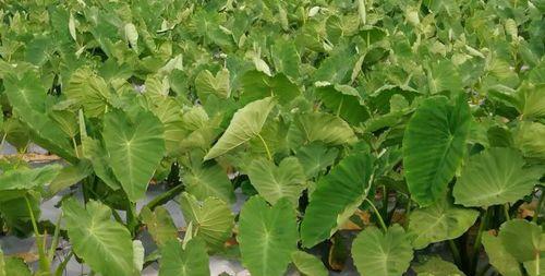 毛芋头种植全攻略（合适的种植时间和关键技巧）