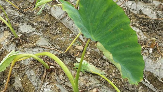 芋头上市时间及成熟收获知识解读（芋头的品种特点与生长环境）