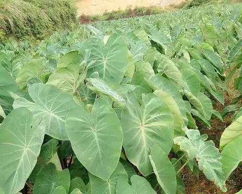 芋头上市时间及成熟收获知识解读（芋头的品种特点与生长环境）