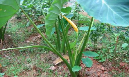 芋头收获时间与方法（芋头生长规律）