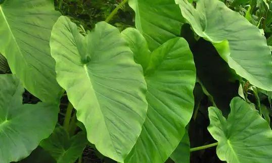 认识芋头——一种营养丰富的根茎蔬菜（芋头的种植）