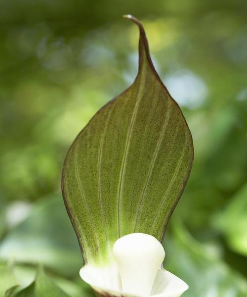 认识芋头——一种营养丰富的根茎蔬菜（芋头的种植）