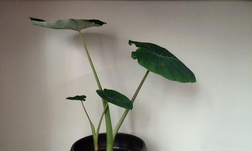 芋头种植（解析芋头水培和土培的优缺点）