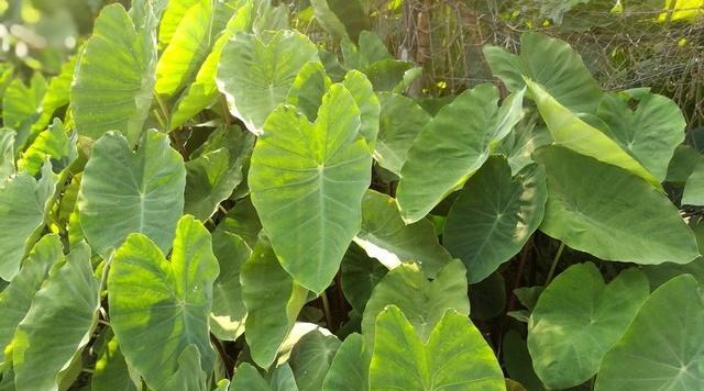 芋头喜阴还是喜阳（探究芋头的生长习性和栽培技巧）