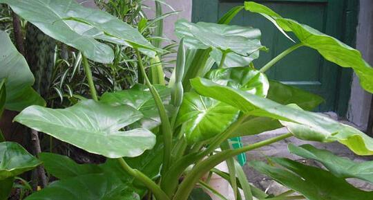 谈谈芋头叶子的毒性（了解芋头叶子的危害与防范）