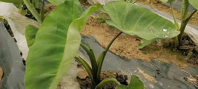 芋头肥料选用指南（如何选择最适合芋头的肥料）