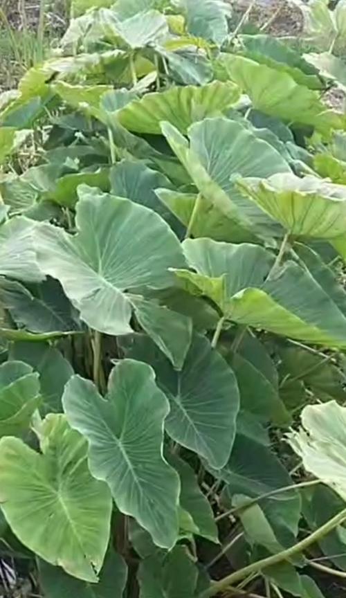 芋头的保存技巧（如何让芋头保存更久）
